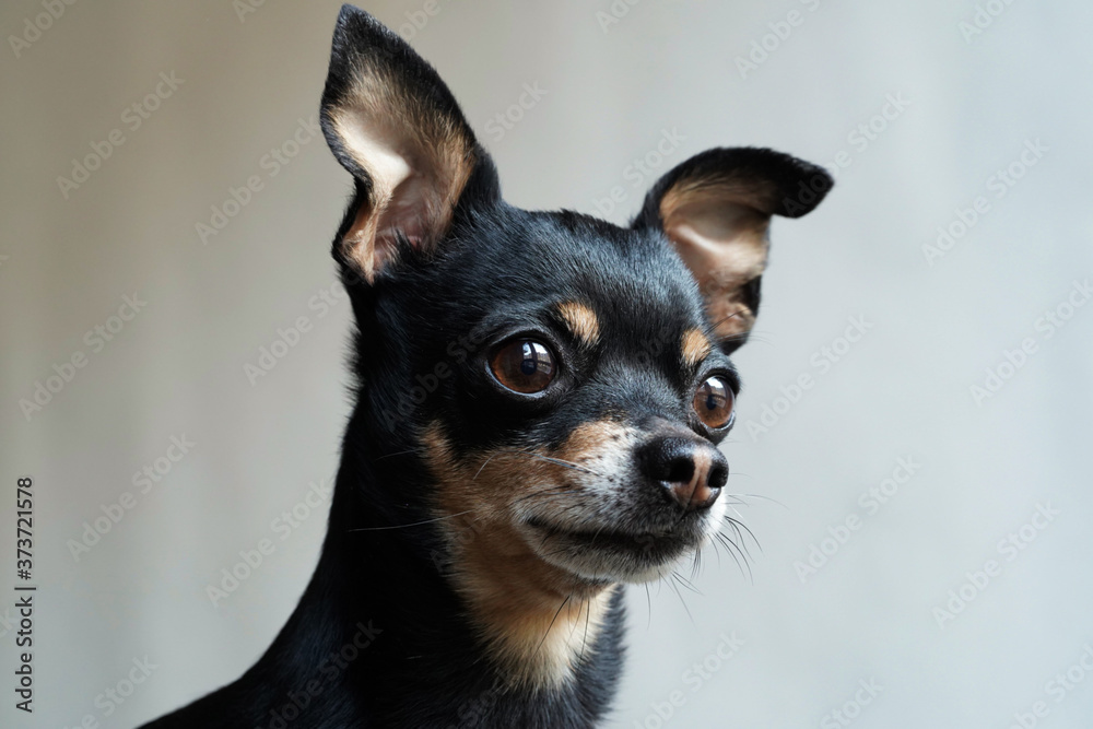 Little cute toy terrier dog looking straight, isolated on white background,close-up Little cute toy terrier dog looking straight, isolated on white background,close-up