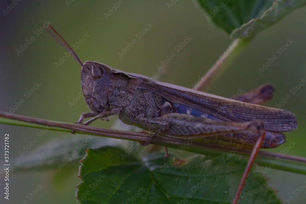 brown grasshopper on a leaf brown grasshopper on a leaf