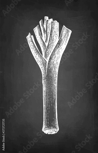 Chalk sketch of leek.