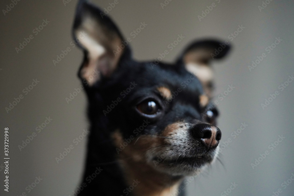 Little cute toy terrier dog looking straight, isolated on white background,close-up.Selective focus.