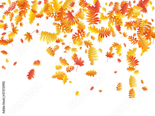 Oak, maple, wild ash rowan leaves vector, autumn foliage on white background.