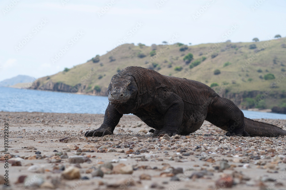 Fototapeta premium Komodo dragon only lives in Flores Island, Indonesia under protected habitat on Komodo National Park.