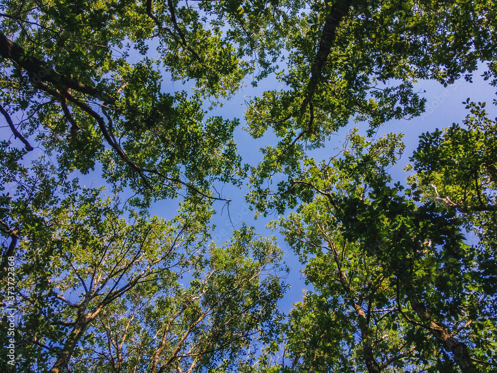 Bottom view of the crowns of trees with green foliage against the blue sky on a summer day. Bottom view of the crowns of trees with green foliage against the blue sky on a summer day.