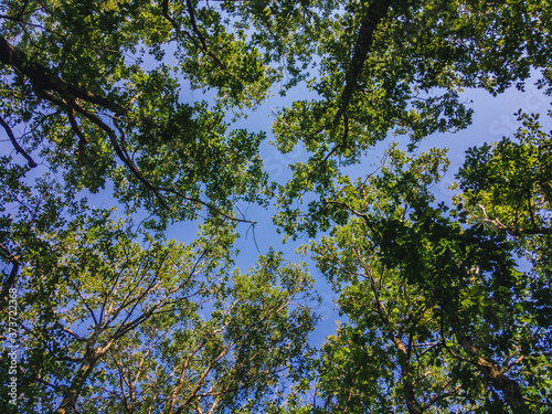 Bottom view of the crowns of trees with green foliage against the blue sky on a summer day.