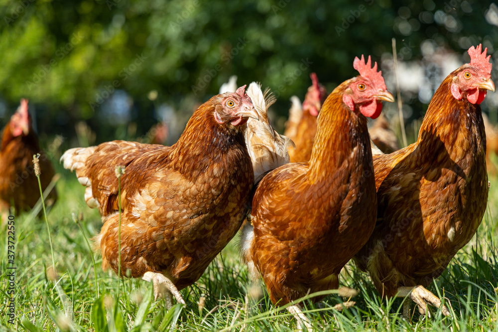 Fototapeta premium Free range organic chickens poultry in a country farm, germany