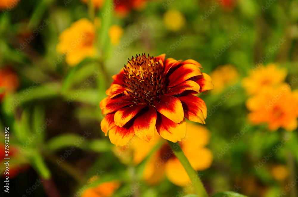 colorful zinnia flowers blooming in field colorful zinnia flowers blooming in field