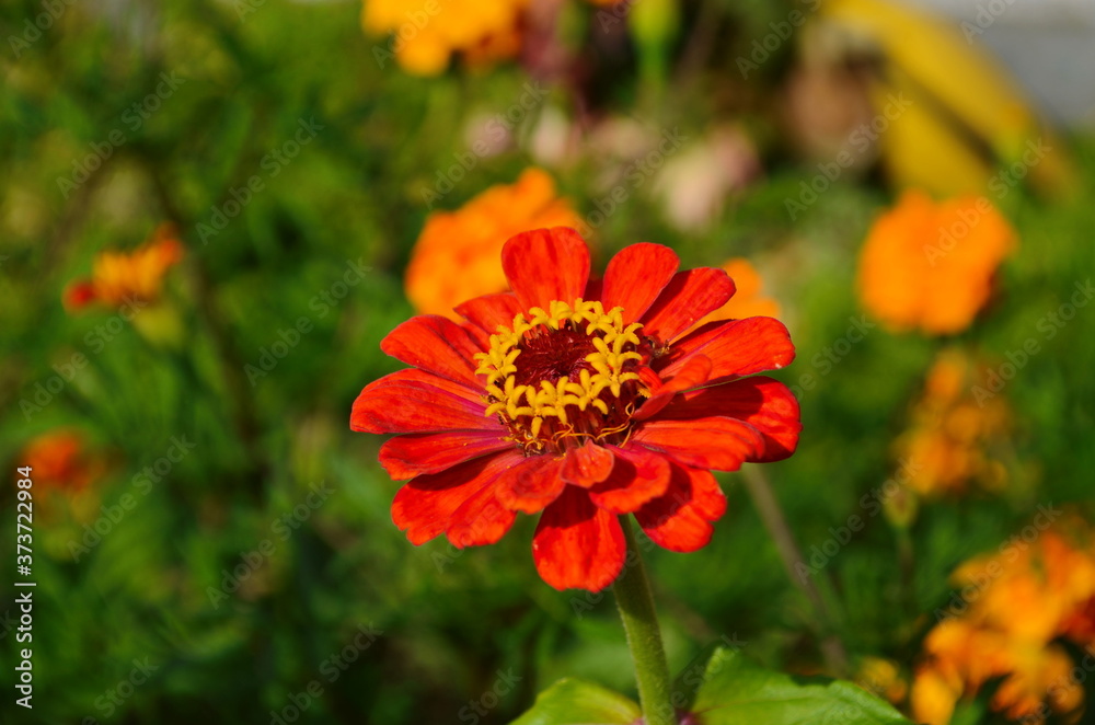colorful zinnia flowers blooming in field
