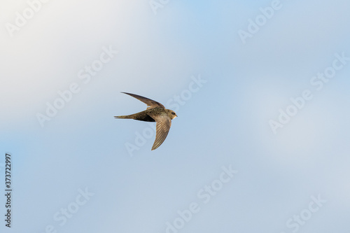 Common swift (Apus apus) flying