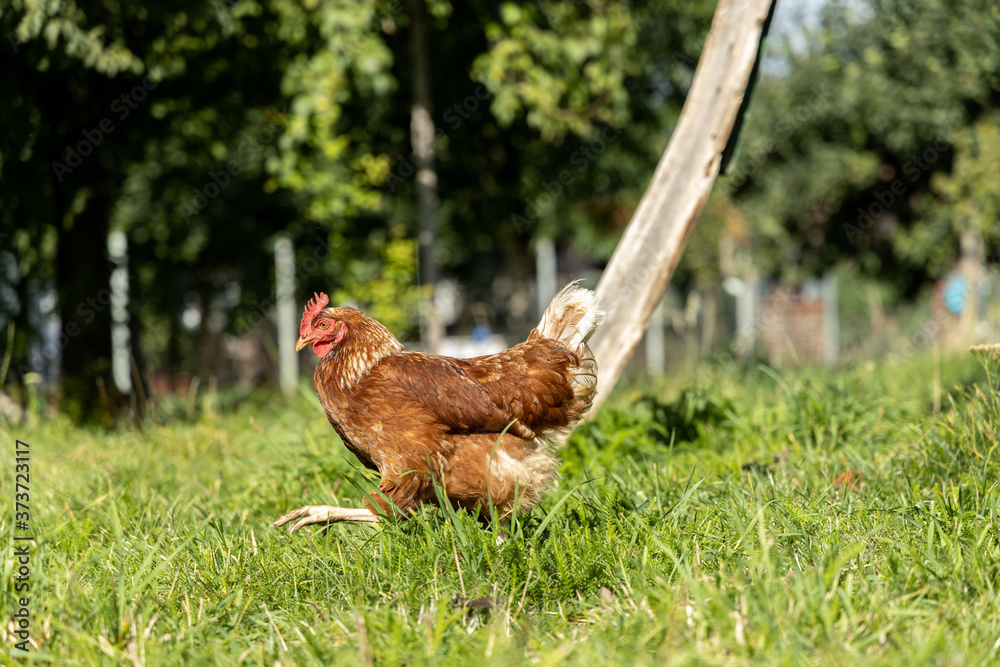 Fototapeta premium Free range organic chickens poultry in a country farm, germany