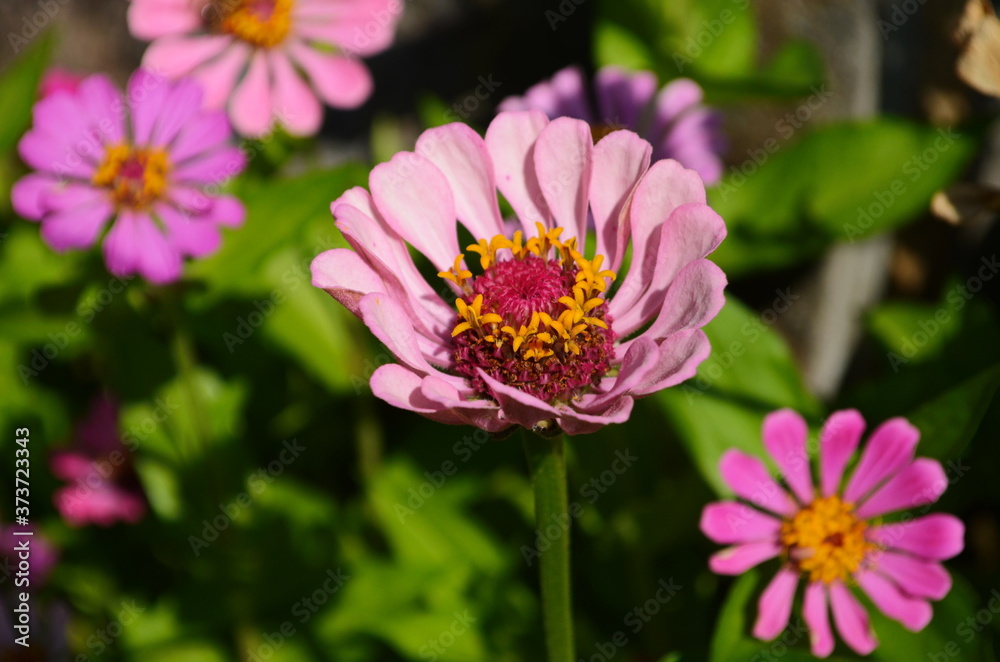 Obraz premium colorful zinnia flowers blooming in field