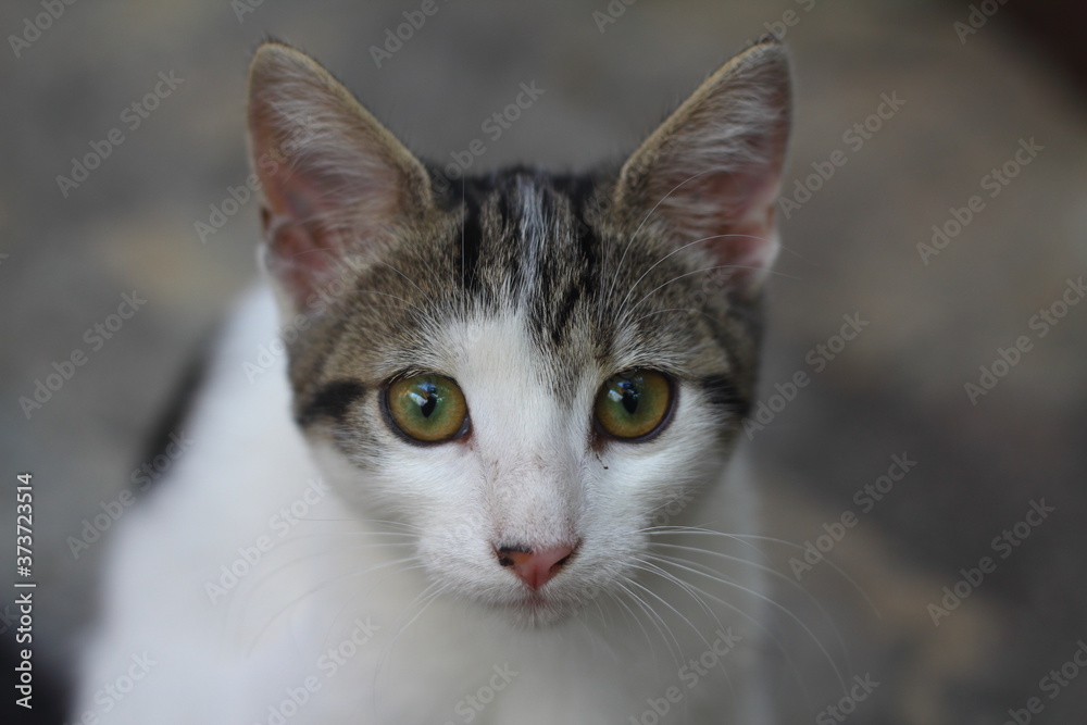 Cat with green eyes and interesting look, Cat portrait,