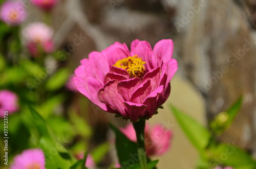 colorful zinnia flowers blooming in field