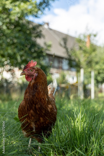Wallpaper Mural Free range organic chickens poultry in a country farm, germany Torontodigital.ca