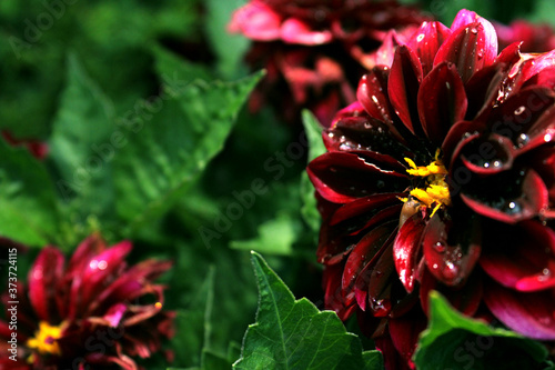 Blüten einer Dahlie mit Wassertropfen