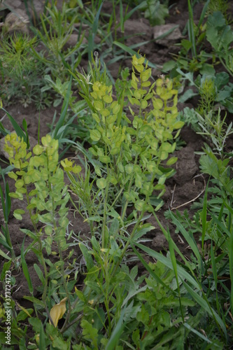 Field pennycress (Thlaspi arvense) in south Sweden. photo