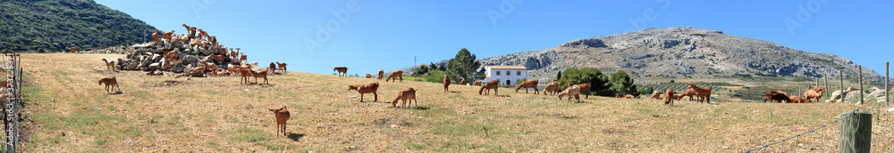 Herd of goats on a hillock in Southern Spain