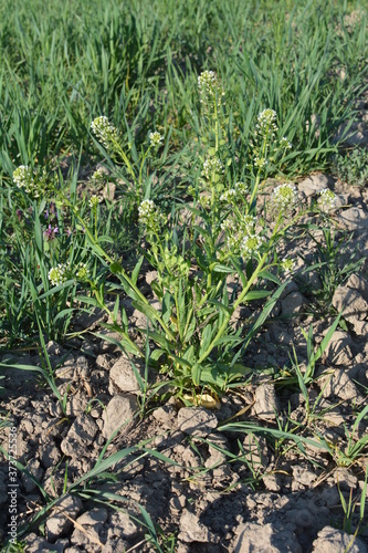 Field pennycress (Thlaspi arvense) in south Sweden. photo