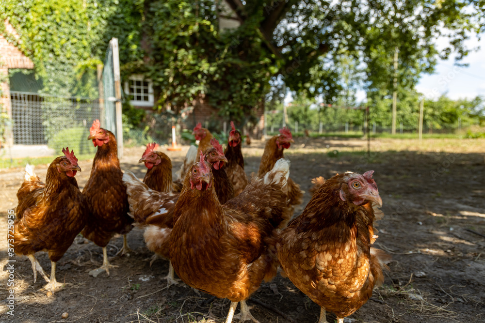 Fototapeta premium Free range organic chickens poultry in a country farm, germany