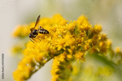 Flying ant on yellow flower