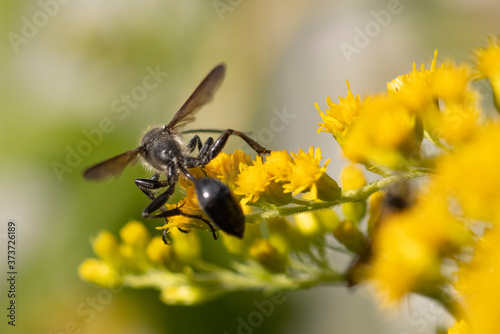 Flying ant on yellow flower