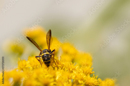 Flying ant on yellow flower © AGrandemange