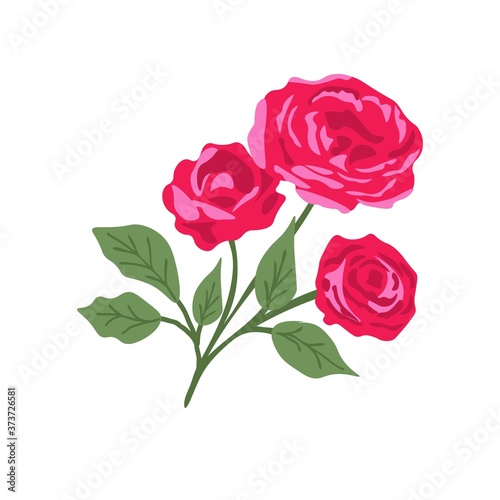 Isolated rose plant