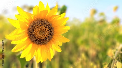 field of yellow flowers - sunflowers