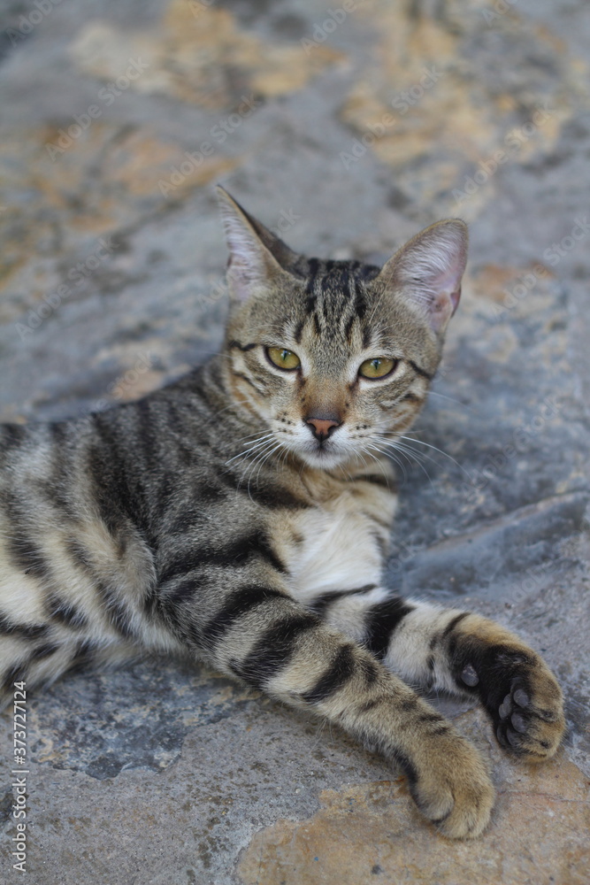 Naklejka premium Cat with green eyes and interesting look, Cat portrait,