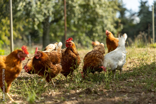 Foto Free range organic chickens poultry in a country farm, germany