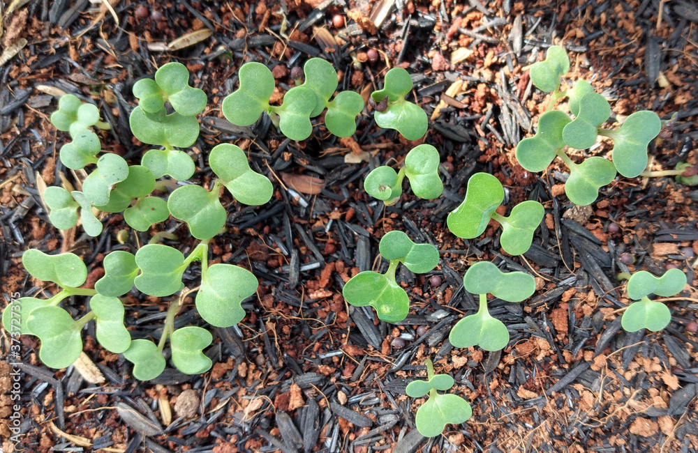 Mustard green seedling after germination its seed.
Mustard green seedling after germination its seed.