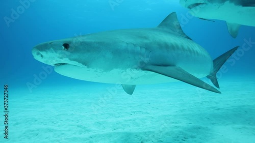 Wallpaper Mural Tigershark swims above the sand in blue and clear 
water
 Torontodigital.ca