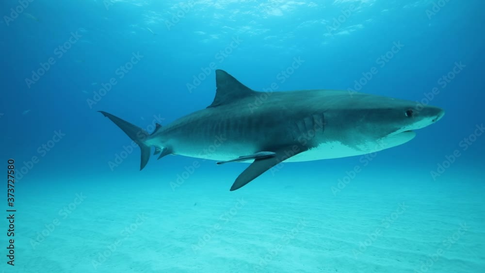 Tigershark swims above the sand in blue and clear
water
Tigershark swims above the sand in blue and clear
water