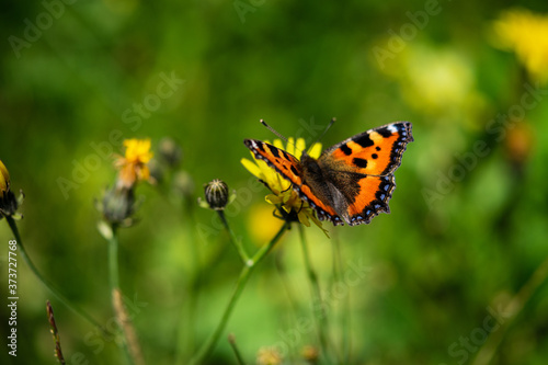 Schmetterling © Fabian