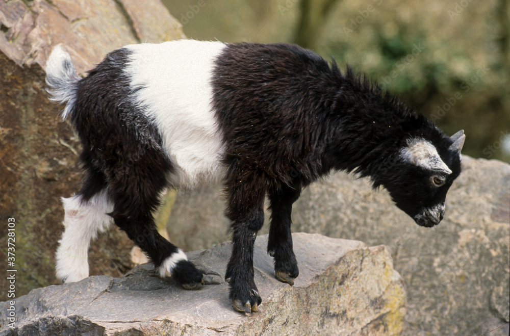 Chèvre, race Naine d'Afrique orientale, Capra aegagrus hircus Chèvre, race Naine d'Afrique orientale, Capra aegagrus hircus