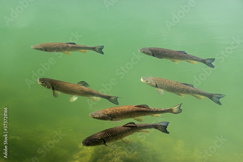 European chubs swimming in the river Lech at Landsberg in Bavaria photo