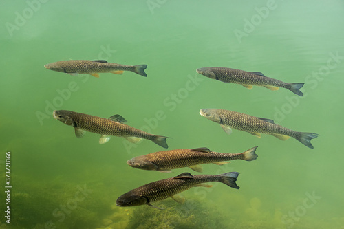 Photography European chubs swimming in the river Lech at Landsberg in Bavaria