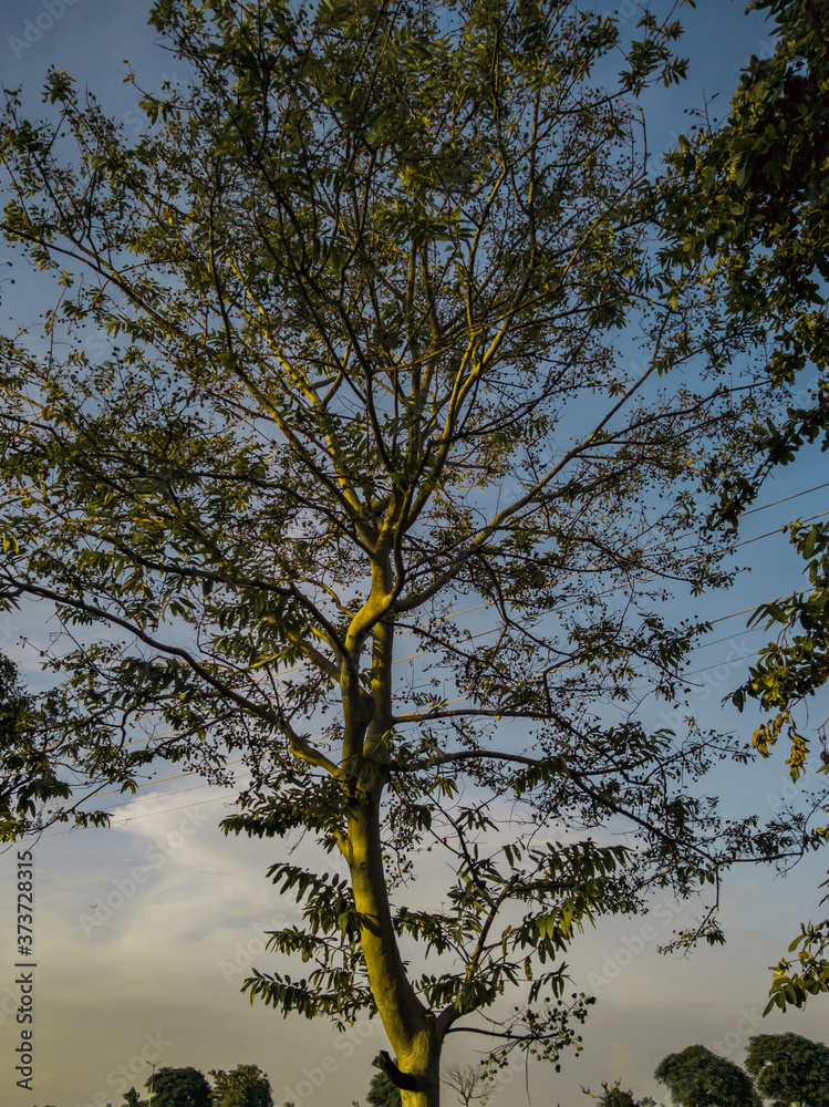 Fototapeta premium The Sun rays is falling on the oak tree in evening. 