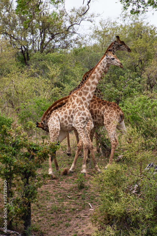 Obraz premium Girafe, Giraffa Camelopardalis, Parc national Kruger, Afrique du Sud