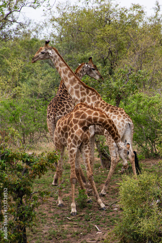 Girafe  Giraffa Camelopardalis  Parc national Kruger  Afrique du Sud