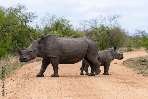 Rhinoc  ros blanc  femelle et jeune  white rhino  Ceratotherium simum  Parc national Kruger  Afrique du Sud