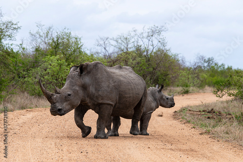 Rhinocéros blanc, femelle et jeune, white rhino, Ceratotherium simum, Parc national Kruger, Afrique du Sud