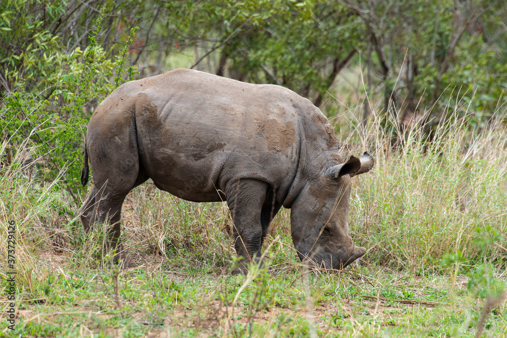 Naklejka premium Rhinocéros blanc, jeune, white rhino, Ceratotherium simum, Parc national Kruger, Afrique du Sud