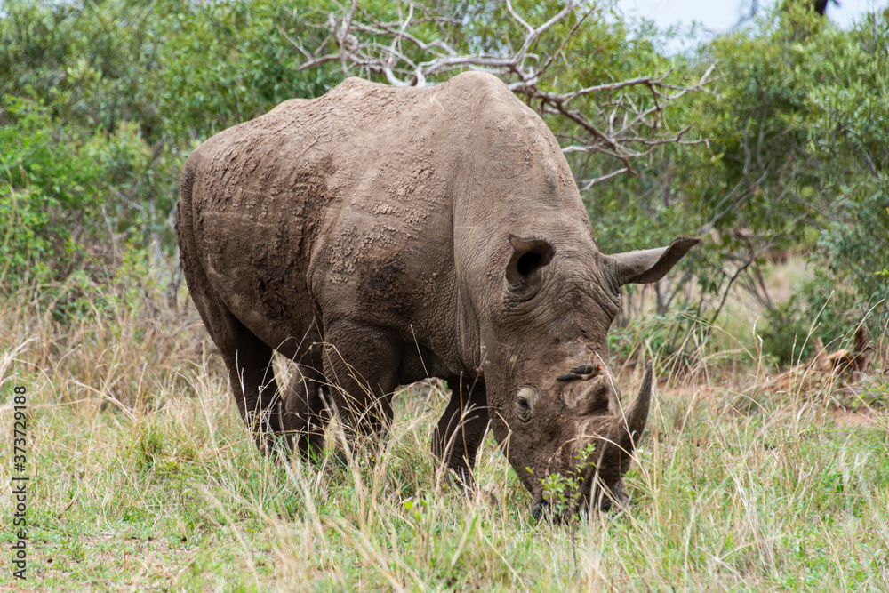 Rhinocéros blanc, white rhino, Ceratotherium simum, Parc national Kruger, Afrique du Sud Rhinocéros blanc, white rhino, Ceratotherium simum, Parc national Kruger, Afrique du Sud