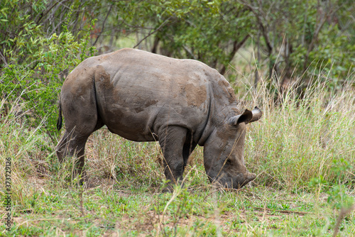 Rhinoc  ros blanc  jeune  white rhino  Ceratotherium simum  Parc national Kruger  Afrique du Sud