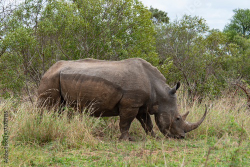 Rhinoc  ros blanc  white rhino  Ceratotherium simum  Parc national Kruger  Afrique du Sud