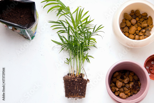 Foto Transplanting indoor plants on a white background