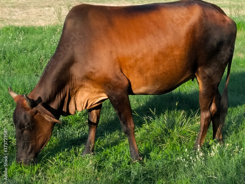 A picture of cow in garden © Prashant chauhan