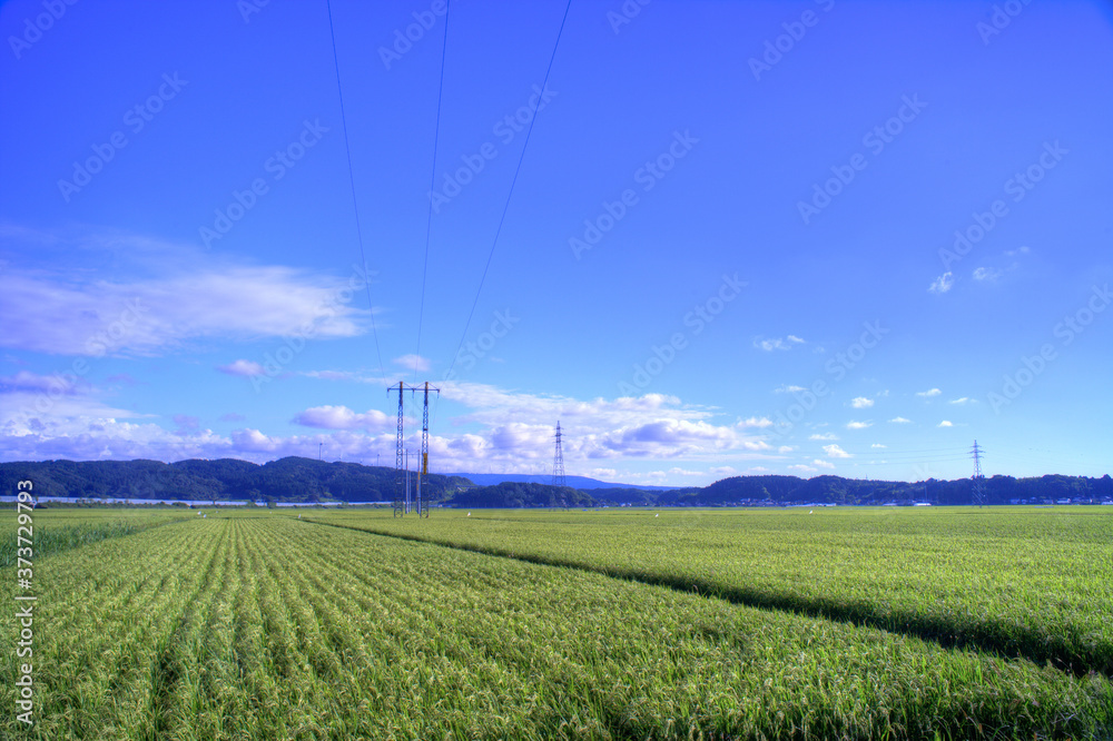 透き通る青い空と風車の見える田んぼ