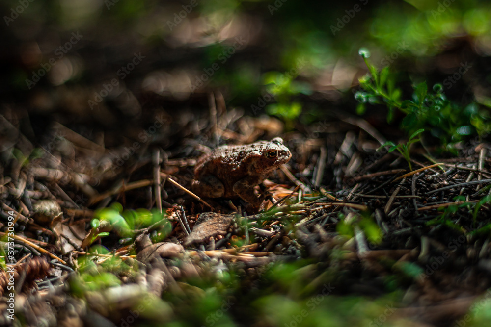 Small frog / toad on the green forest ground Small frog / toad on the green forest ground