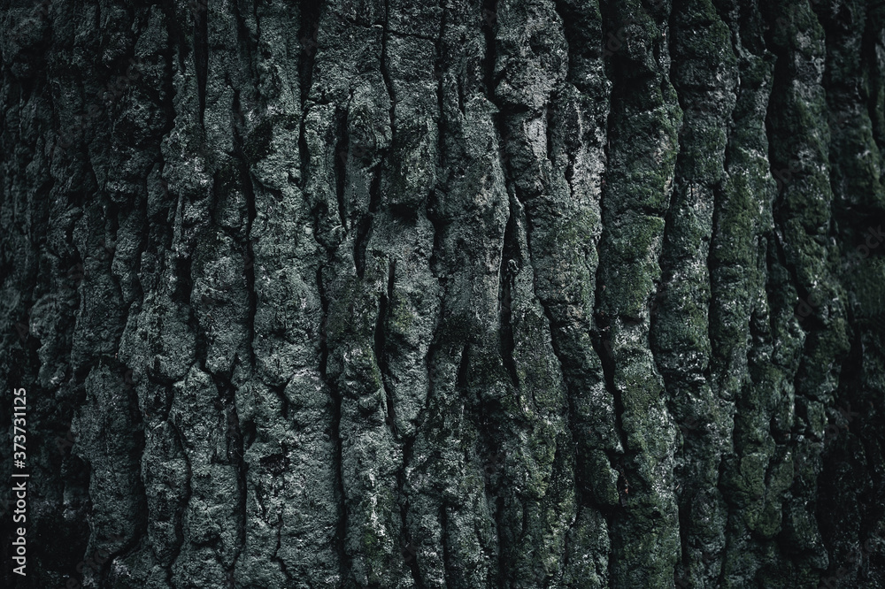 Monochrome bark texture. Wood bark background. The bark is covered with moss. Beautiful design element. Monochrome bark texture. Wood bark background. The bark is covered with moss. Beautiful design element.